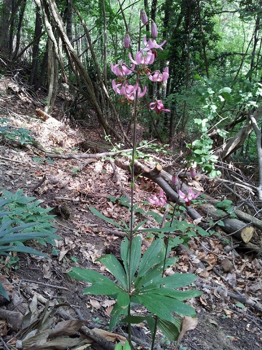 Lilium martagon